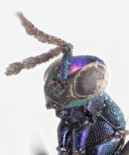 Réf. 298 776 : Sympiesis sp.